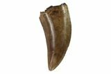 Serrated, Tyrannosaur Tooth - Judith River Formation, Montana #95553-1